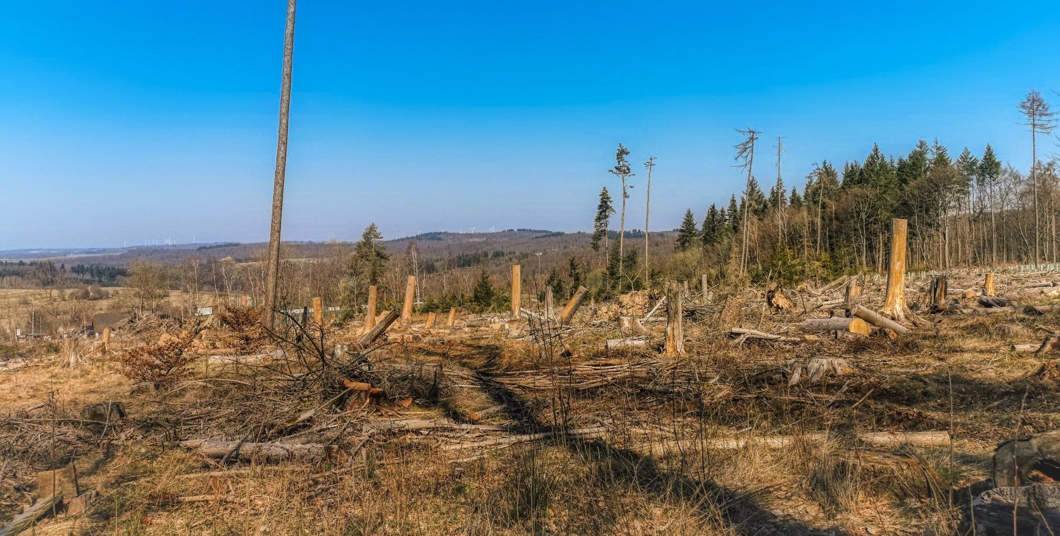 Trümmerfeld Wald