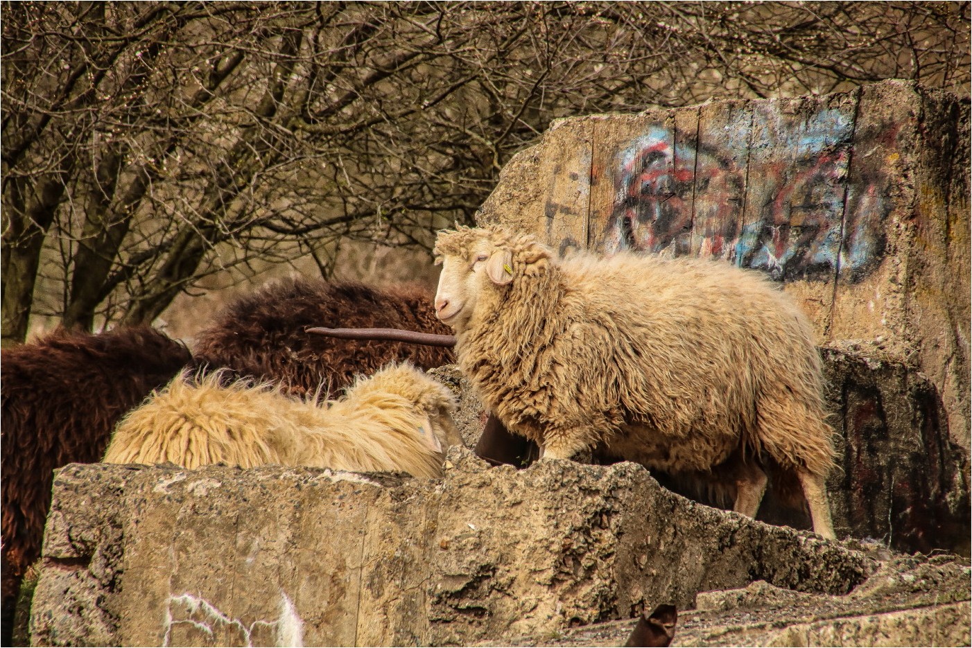 Trümmerschafe