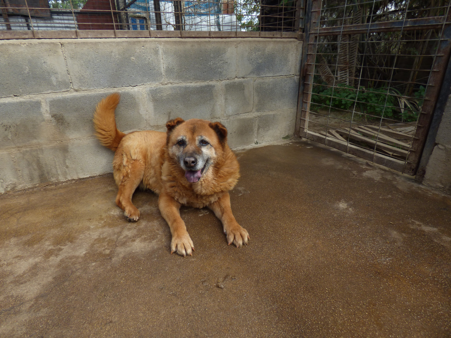 Trufa refugio de perros abandonados Chile