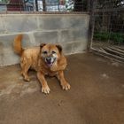 Trufa refugio de perros abandonados Chile