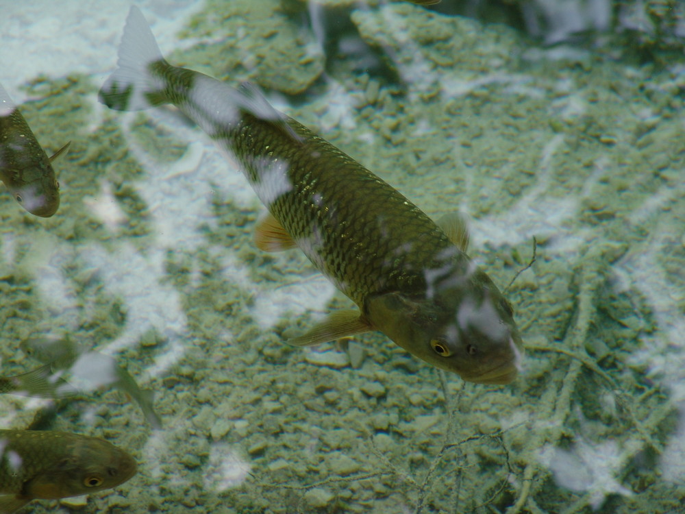 Truite au lac de Plivice en Croatie