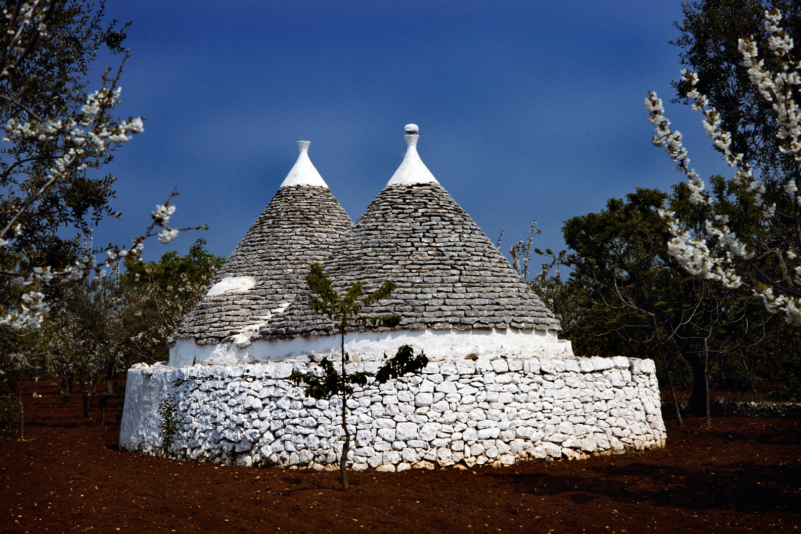 Trulli im Frühling