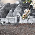 TRULLI IN PRIMAVERA