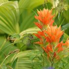 Truly Indian Paintbrush