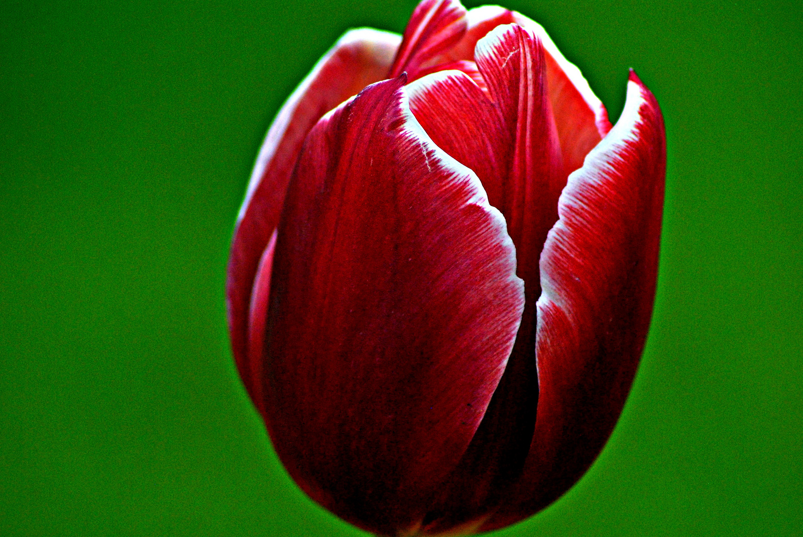 Truly tulip