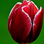 Truly tulip