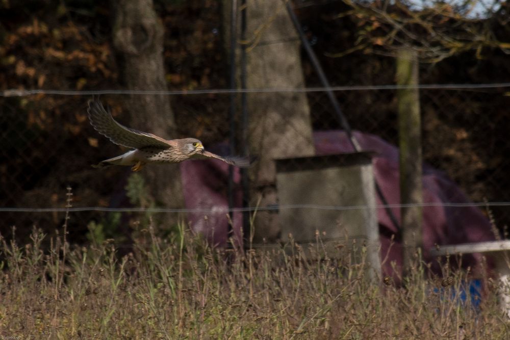 Trumfalke gleitet über Wiese