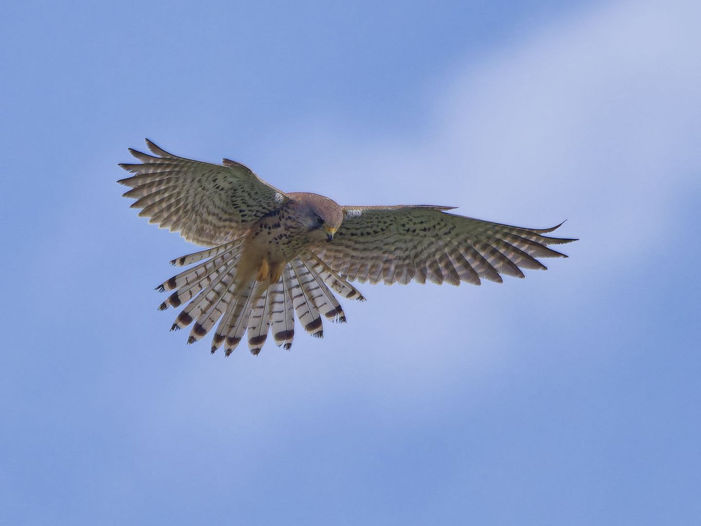 Trumfalke im Rüttelflug