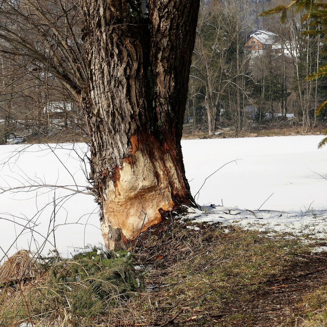 TRUMP STUMP