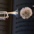 Trumpet, breath and dandelion