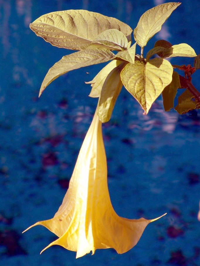 Trumpet Flower