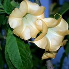 Trumpet Flower