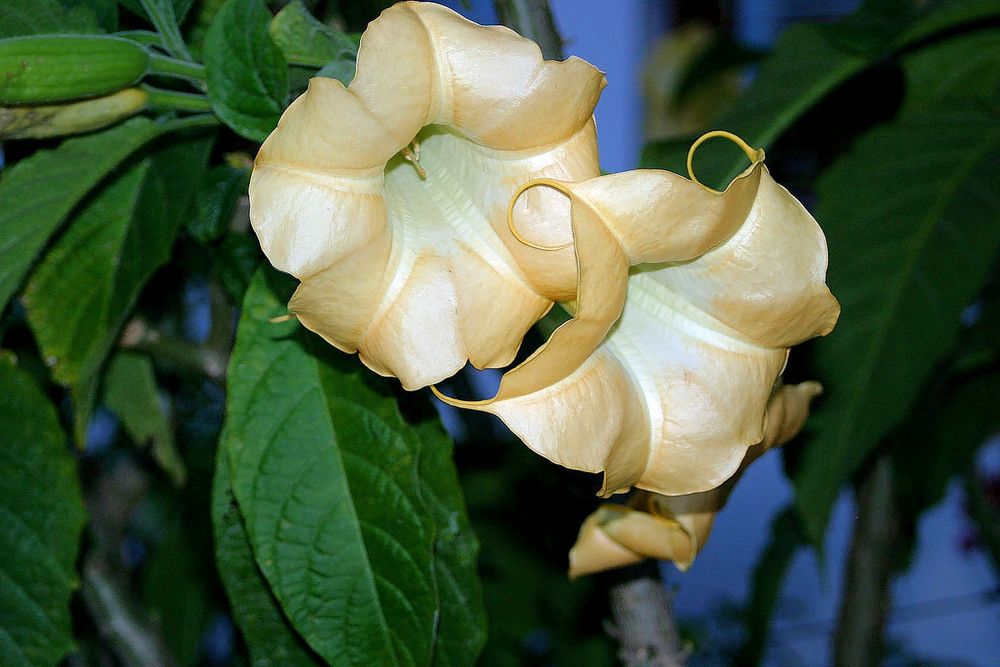 Trumpet Flower