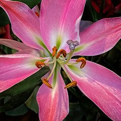 Trumpet Lily