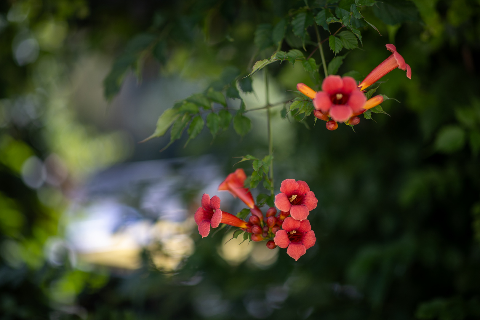 Trumpet vine (Campsis radicans)