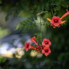 Trumpet vine (Campsis radicans)