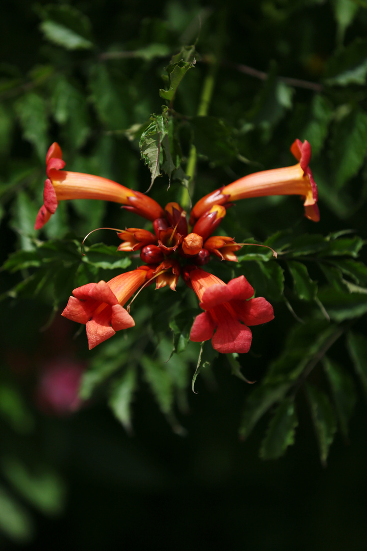 Trumpet Vines