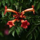 Trumpet Vines