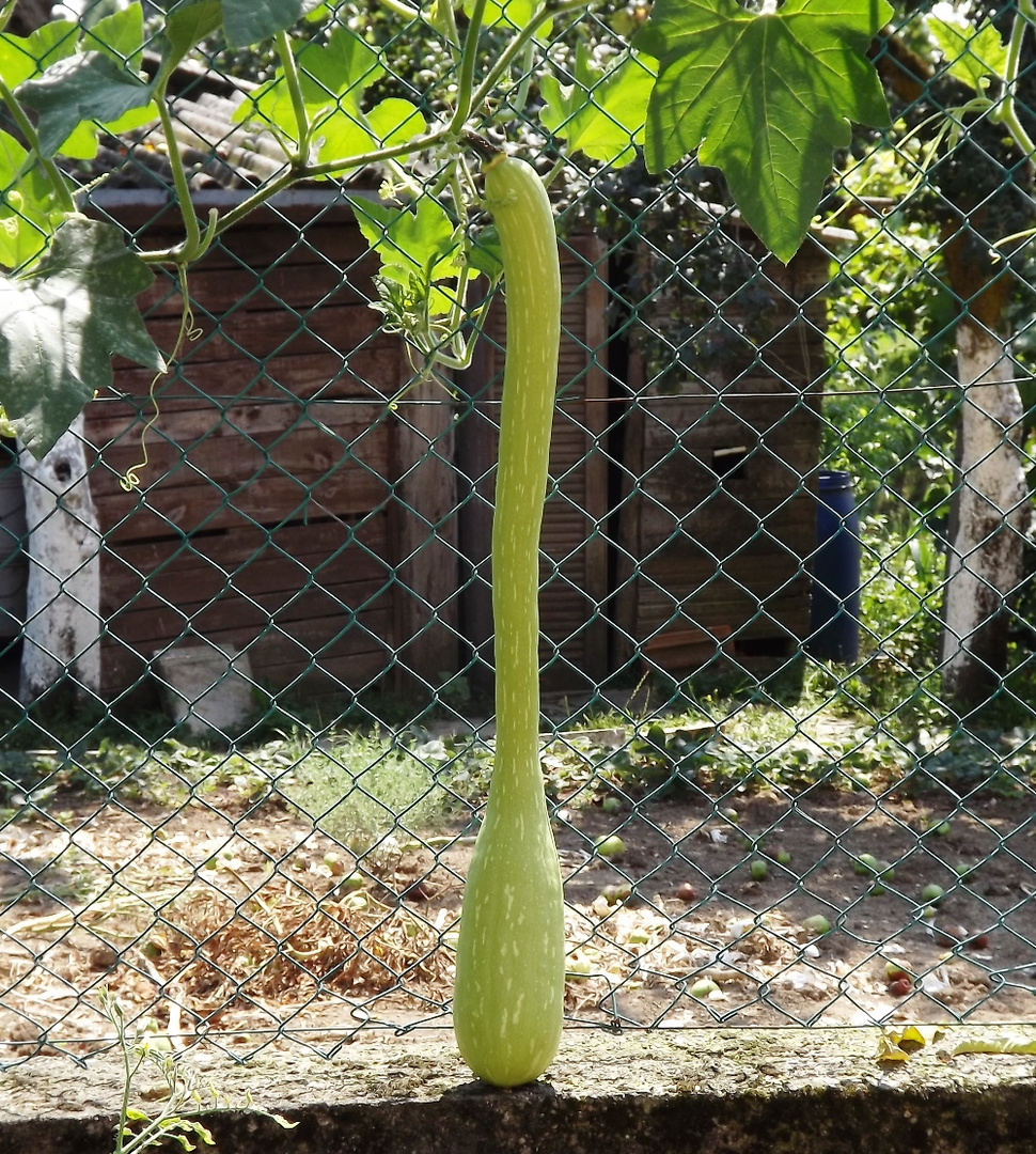 Trumpet Zucchini