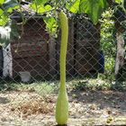 Trumpet Zucchini