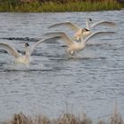 Trumpeter Formation