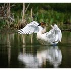 Trumpeter Swan