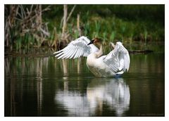 Trumpeter Swan