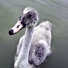 Trumpeter Swan Baby