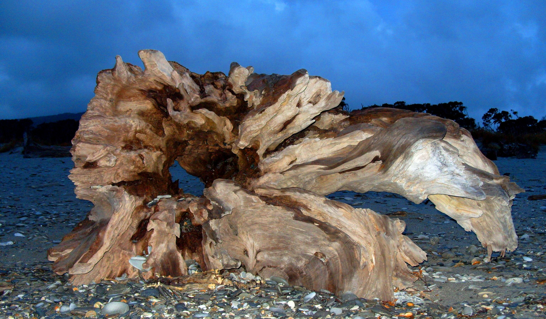 Trunk, Southwest NZ