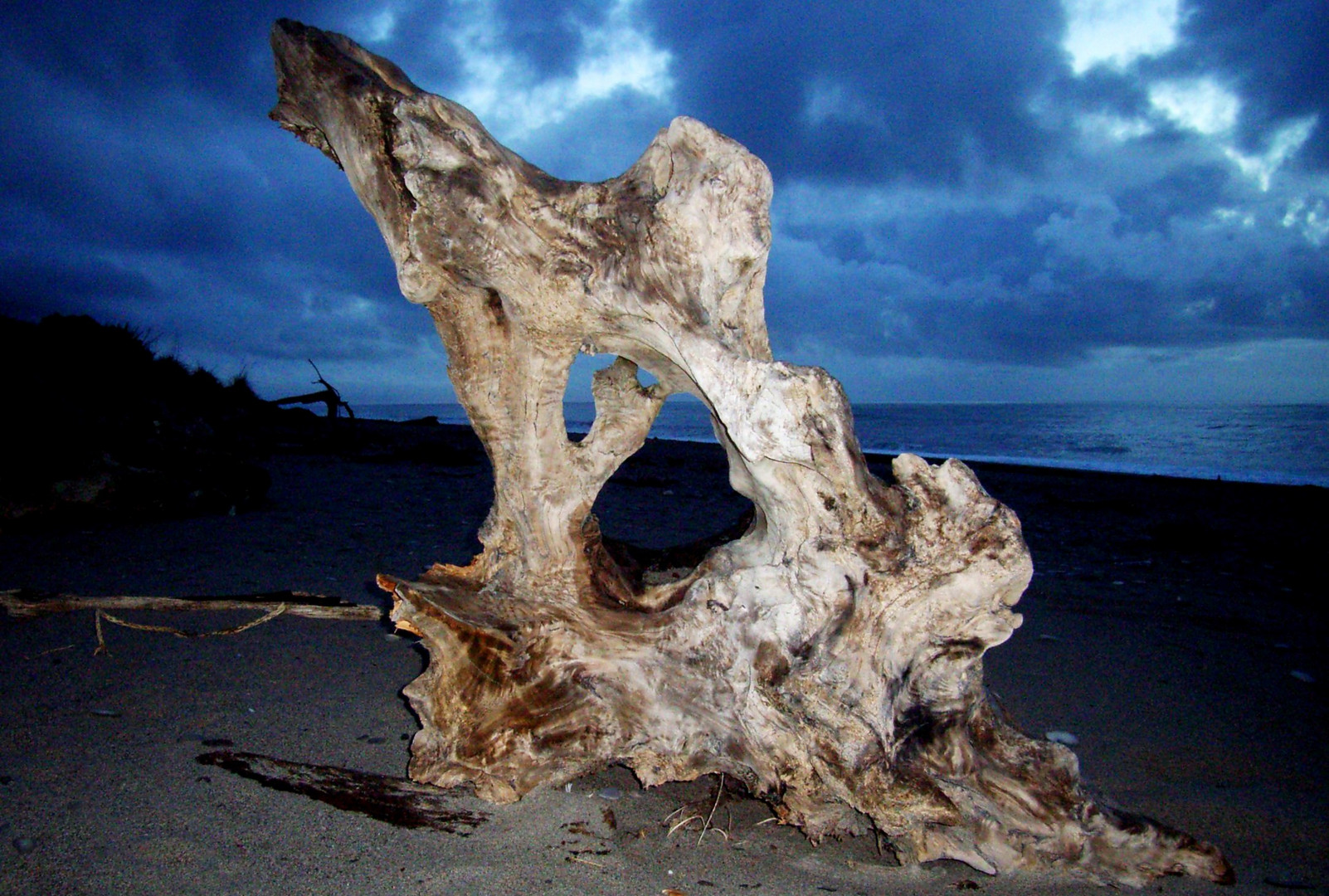 Trunk Westcoast Southern Island NZ