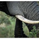 TRUNK.AND.TUSK