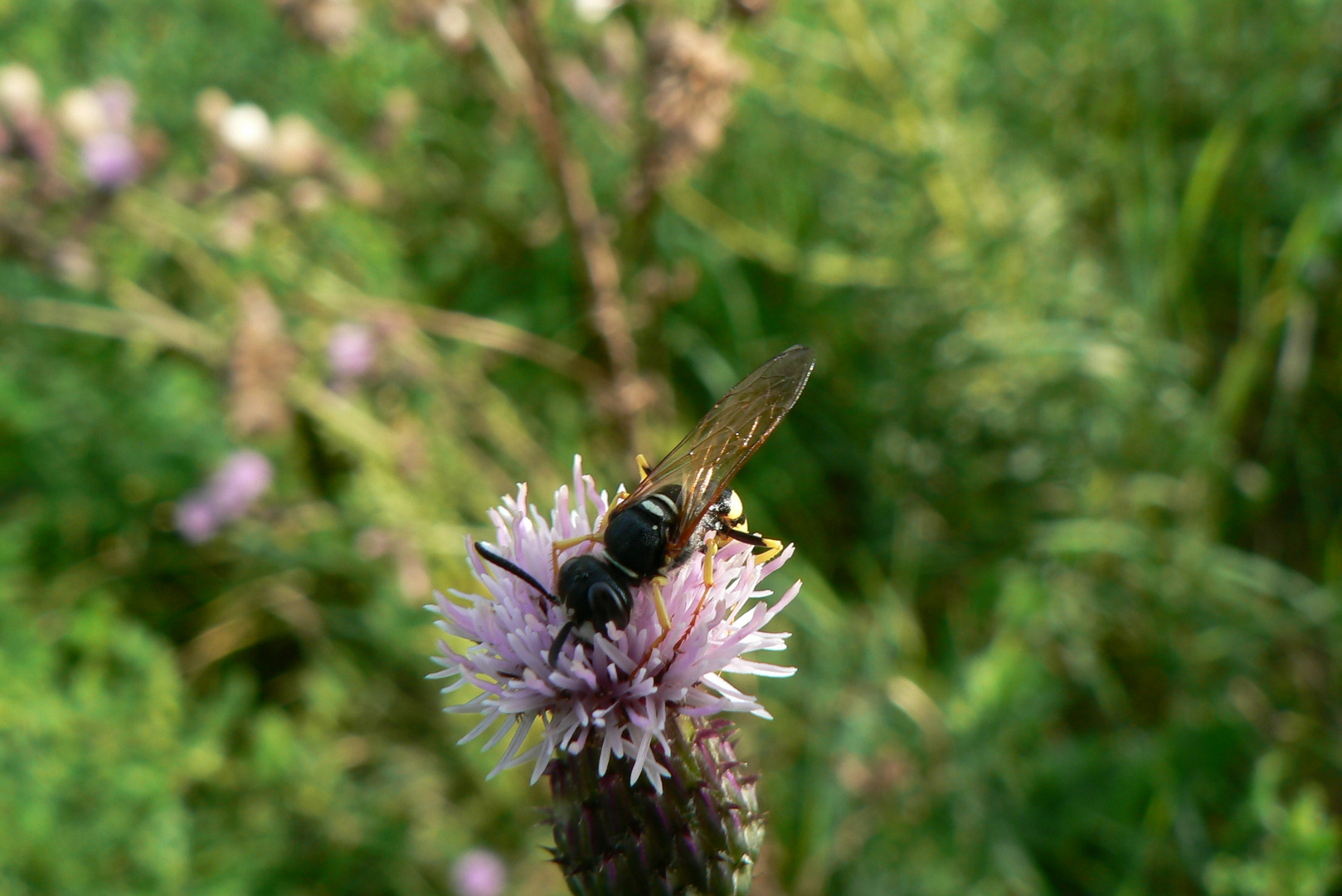 Trunken von Pollen und Nektar