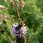 Trunken von Pollen und Nektar