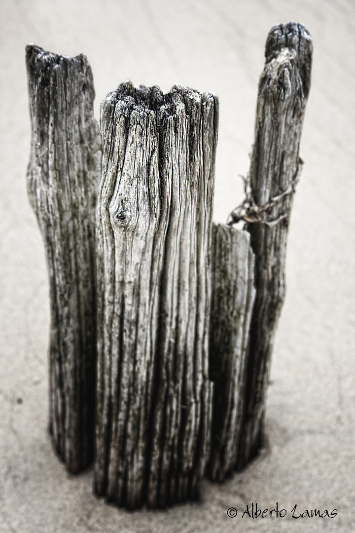 trunks in sand