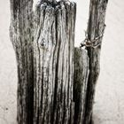 trunks in sand