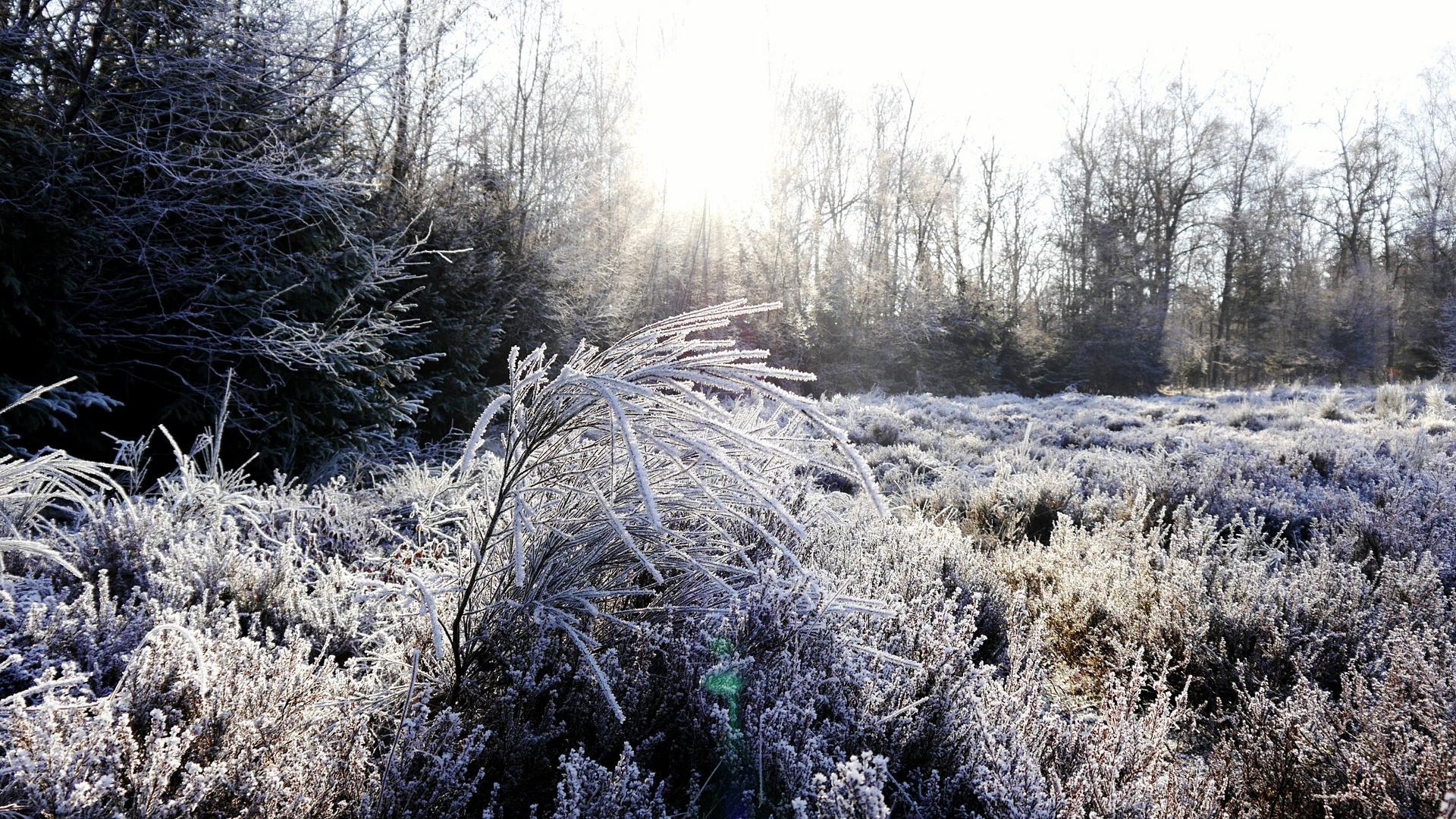 Trupbacher Heide 