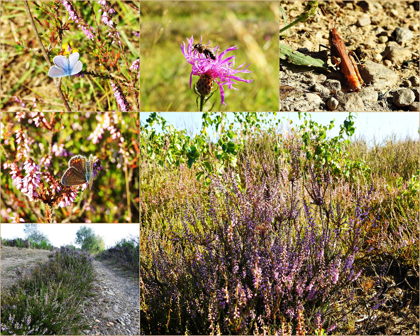 Trupbacher Heide 2