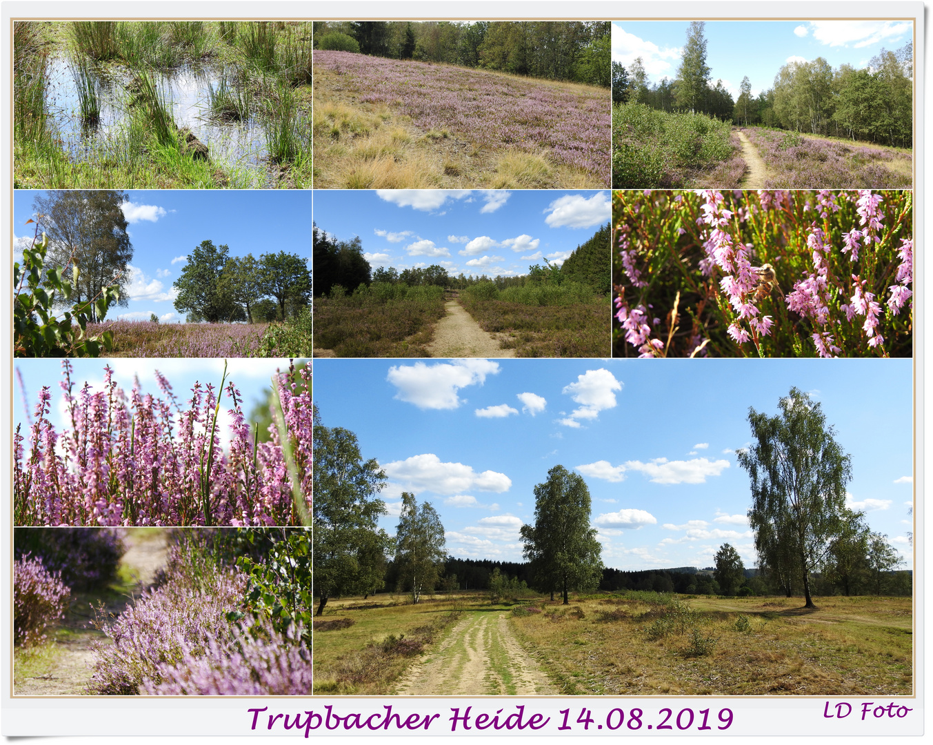 Trupbacher Heide 2019