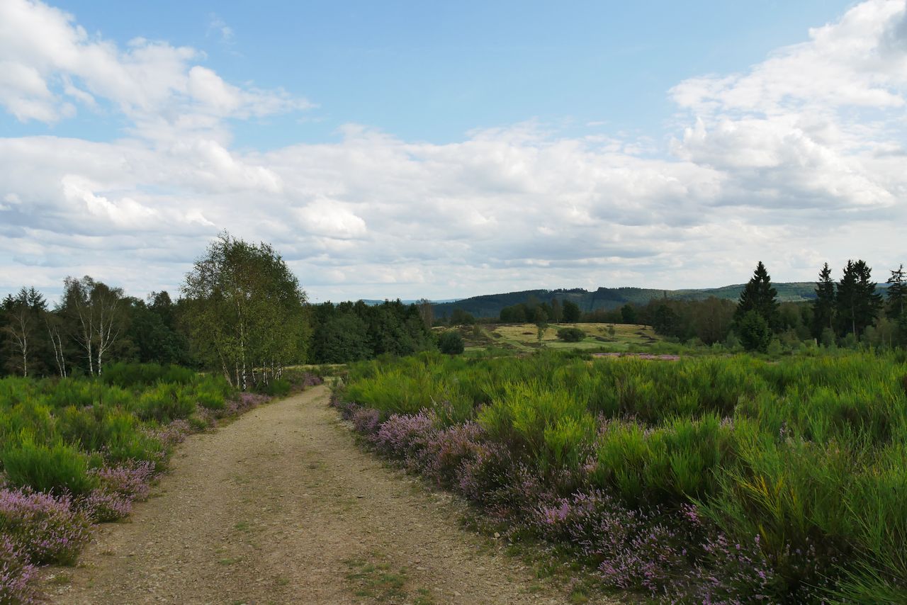 Trupbacher Heide