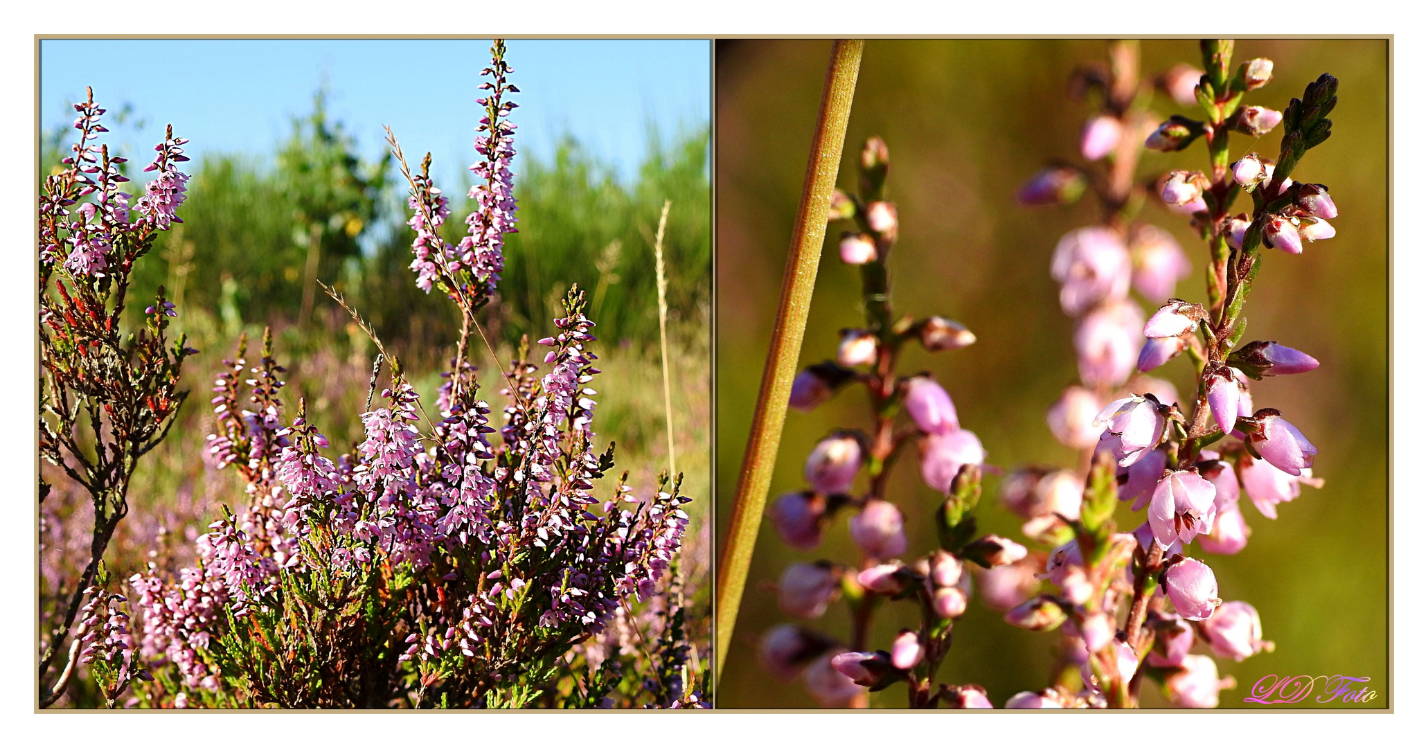 Trupbacher Heide 