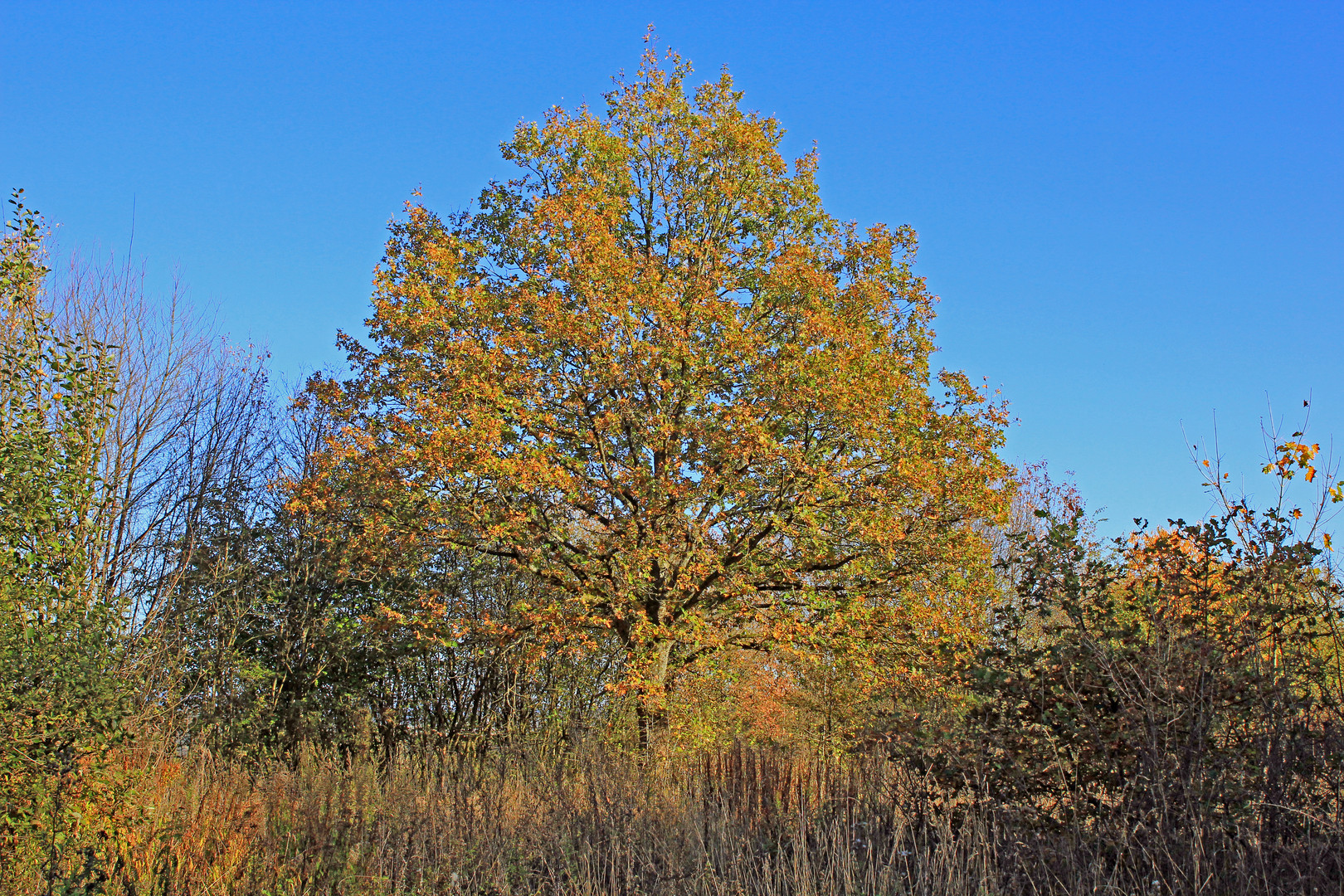 Trupbacher Heide bei Siegen-Trupbach 1 (ehemaliger Truppenübungsplatz)