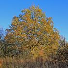 Trupbacher Heide bei Siegen-Trupbach 1 (ehemaliger Truppenübungsplatz)