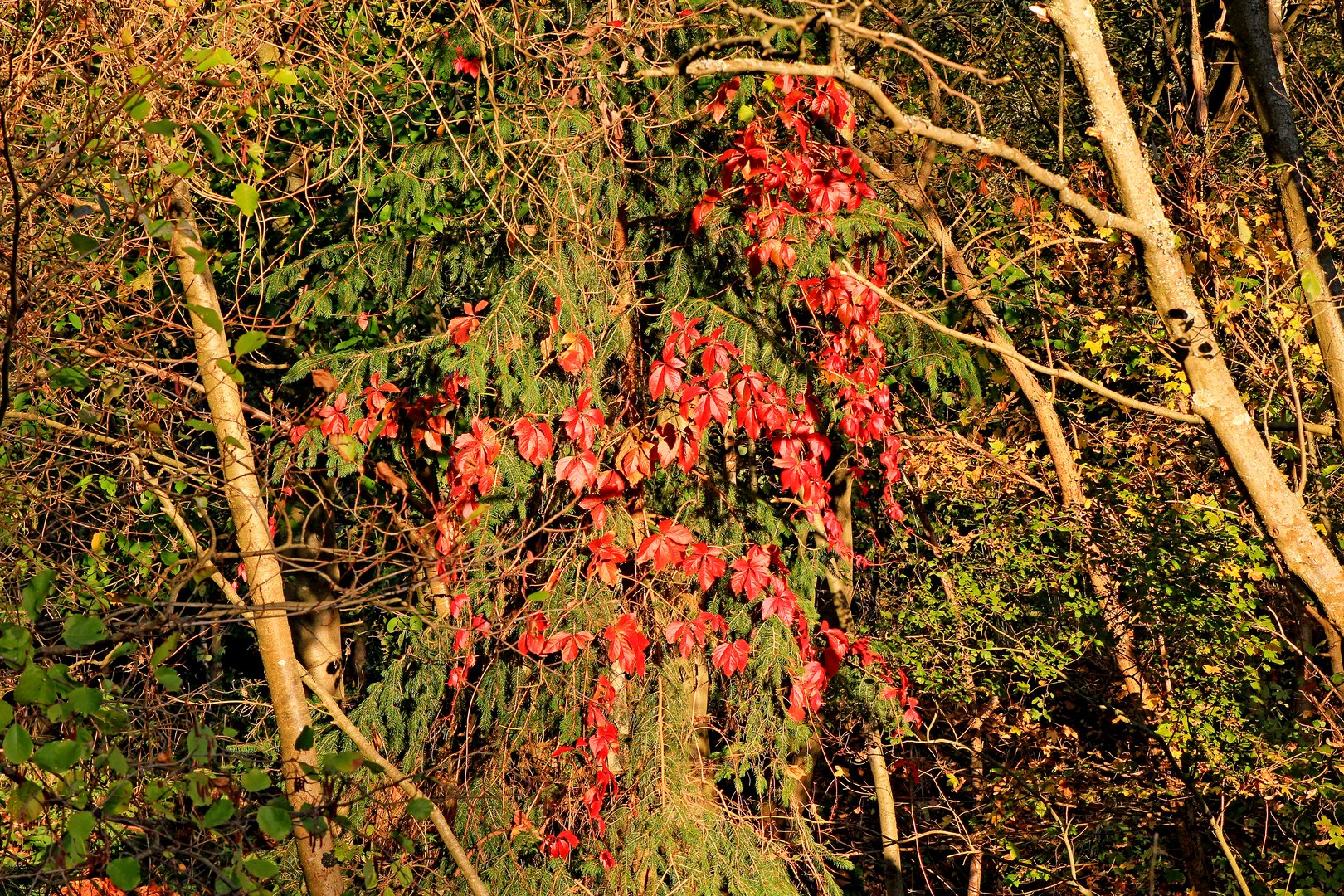 Trupbacher Heide bei Siegen-Trupbach 13 (ehemaliger Truppenübungsplatz). Rot auf grün.