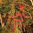 Trupbacher Heide bei Siegen-Trupbach 13 (ehemaliger Truppenübungsplatz). Rot auf grün.