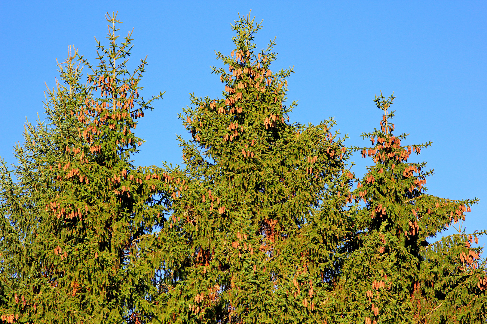 Trupbacher Heide bei Siegen-Trupbach 15 (ehemaliger Truppenübungsplatz). Tannenzapfen.