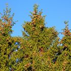 Trupbacher Heide bei Siegen-Trupbach 15 (ehemaliger Truppenübungsplatz). Tannenzapfen.