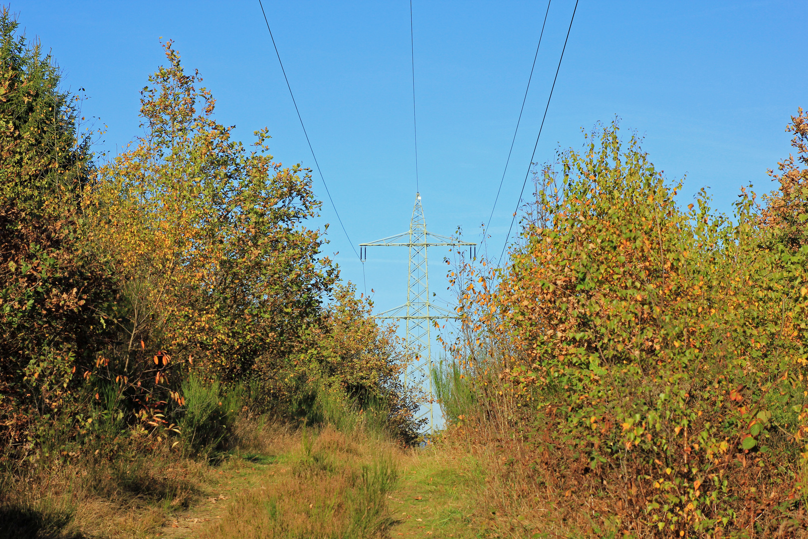 Trupbacher Heide bei Siegen-Trupbach 2 (ehemaliger Truppenübungsplatz)