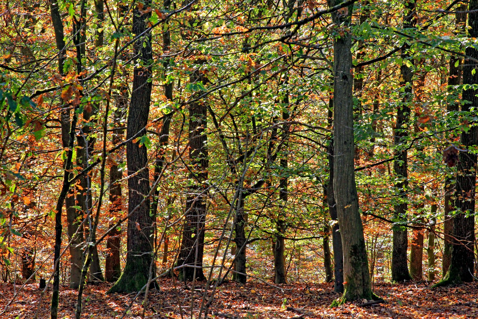 Trupbacher Heide bei Siegen-Trupbach 4 (ehemaliger Truppenübungsplatz) reloaded