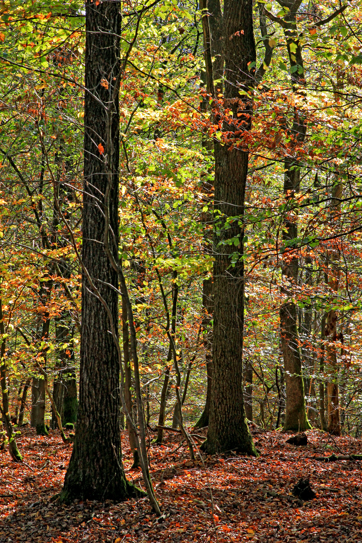 Trupbacher Heide bei Siegen-Trupbach 5 (ehemaliger Truppenübungsplatz)