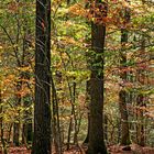 Trupbacher Heide bei Siegen-Trupbach 5 (ehemaliger Truppenübungsplatz)